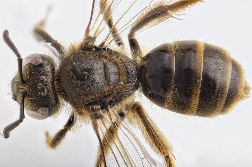 Lasioglossum calceatum